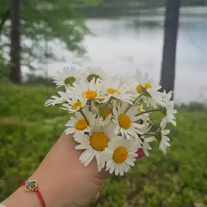 Zielona łąka