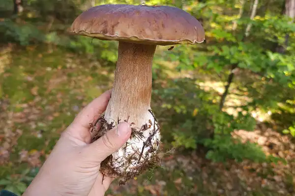 Wycieczki szkolne
